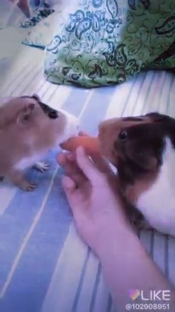 Морские свинки едят морковь 🥕 смотреть онлайн