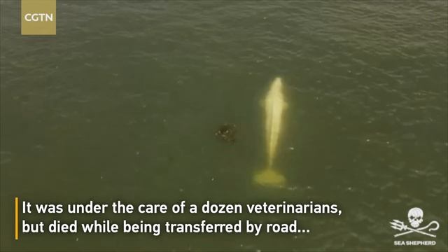 Beluga stranded in Seine River dies during rescue operation смотреть онлайн