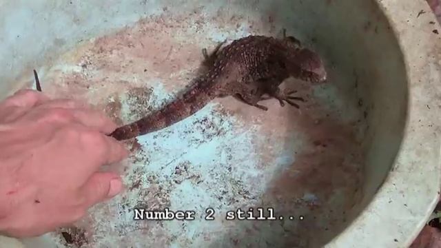 The group of 4 shinisaurus смотреть онлайн