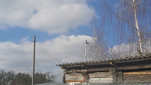 Прилетела самка Аиста. 27.03.2024 г. смотреть онлайн