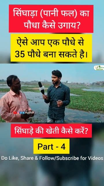 सिंघाड़े की खेती कैसे करें?😲Paniphal ka lata kaise lagate hai?🔥Part-4 смотреть онлайн