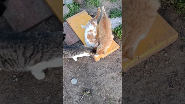 Для любителей пушистых мордочек @Syl_Vester смотреть онлайн