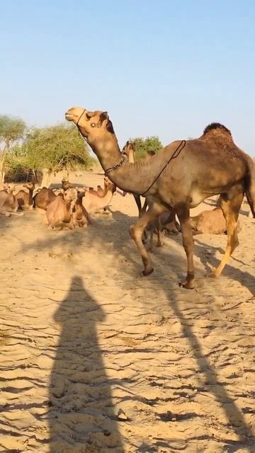 Camel love and angry mod #shorts смотреть онлайн