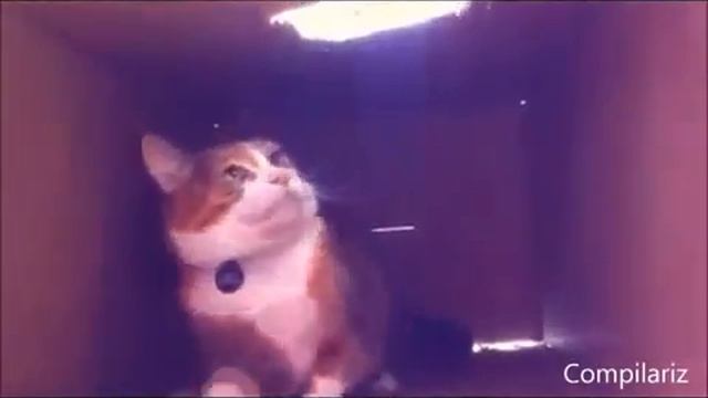 смехота смотреть онлайн