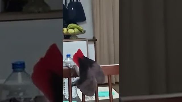 милые скандалит и целуются...кусака! смотреть онлайн