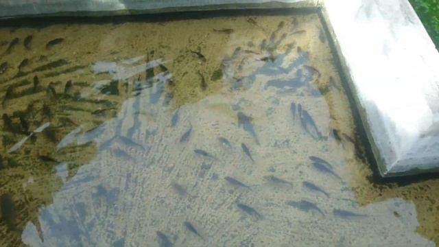 Presyo ng Isda (* Ornamental fish ) Sa Backyard Breeders - Tara pasyal tayo смотреть онлайн