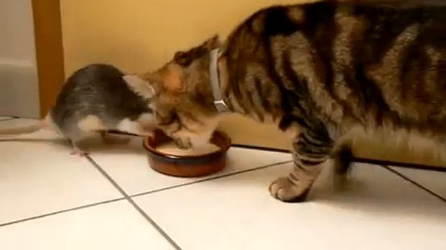 Кот против крысы))) смотреть онлайн
