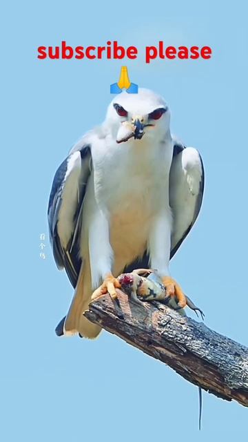 #birds #photography #wildlife смотреть онлайн