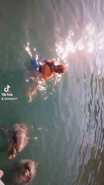 Купание с дельфинами🐬🐬 смотреть онлайн