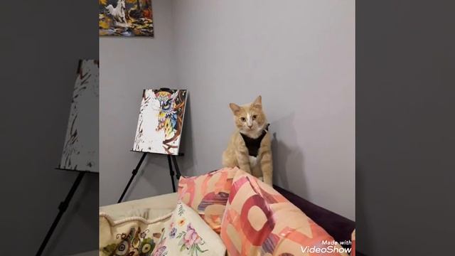 Приучаем к шлейке #КурильскиеБобтейлы смотреть онлайн