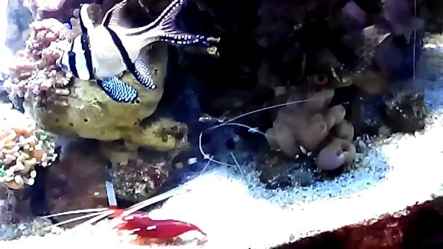 Stenopus e Lismata смотреть онлайн