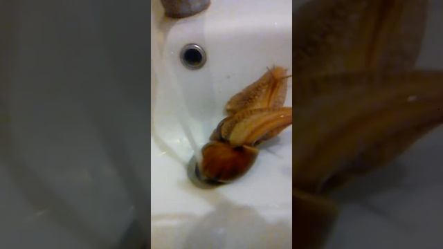 Жизнь моих ахатин. смотреть онлайн