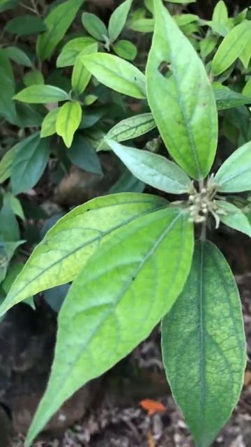 Khổ sâm cho lá trị loét dạ dày tá tràng смотреть онлайн