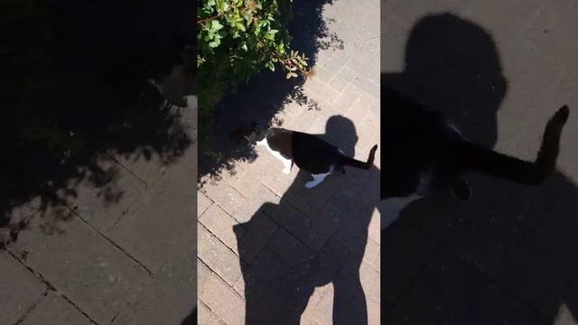 КОШКА ГРЕЕТ АППЕТИТ 31 05 2023 смотреть онлайн