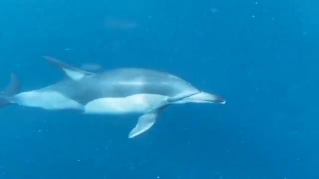 1 HOURS MIND RELAXING AND REFRESHING MUSIC WITH DOLPHIN 🐬 | CALM MUSIC CHILLS YOUR MOOD 🎶🎵🎧🎼🎹 | 💫 смотреть онлайн
