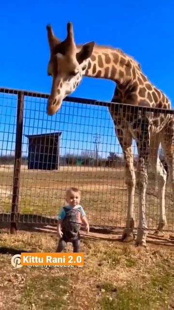Cute Baby #animallover #shorts #viral #cutebaby #shortsvideo смотреть онлайн