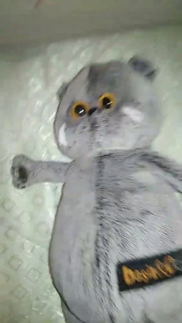 потеряли басика хадбера смотреть онлайн