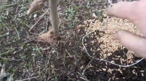 Установка Подъемной Петли На Фазана и Куропатку 🐦🐦🐦🐦