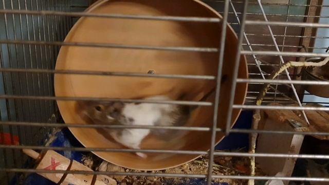 Degu running in a wheel смотреть онлайн