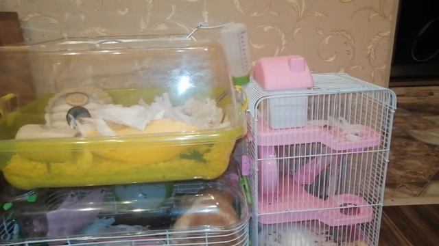 КТО БУДЕТ ЕЩЁ? ОЧЕРЕДНОЙ ХОМЯК? смотреть онлайн