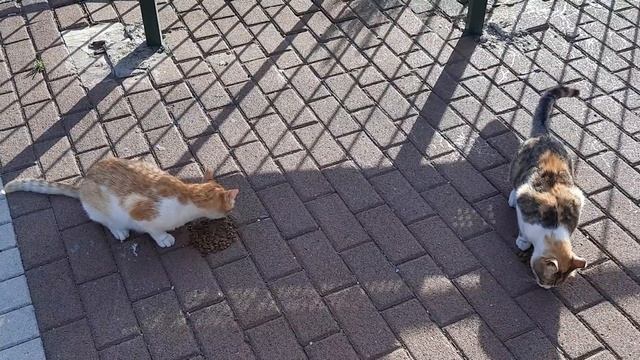 #кошки #коты 24.05.24. СТОЛ 1 смотреть онлайн