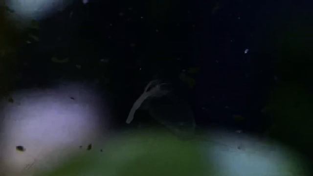 What’s a hydra??? 😵💫 смотреть онлайн