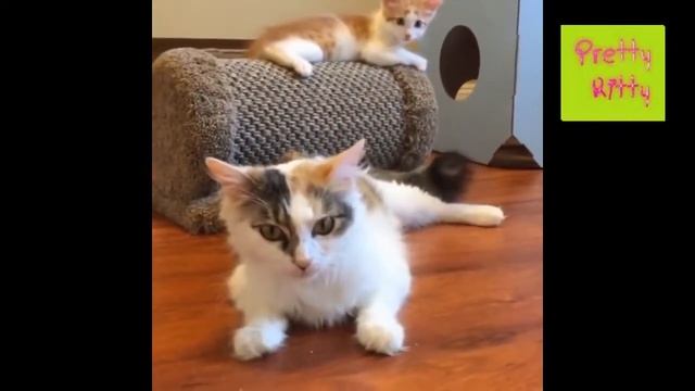 Такие милые кошки (подборка №18) / Such cute cats №18 смотреть онлайн