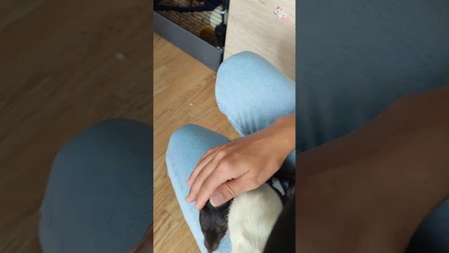 К маме на ручки💖 Крысы дамбо + белки дегу❤🔥❤🔥 смотреть онлайн