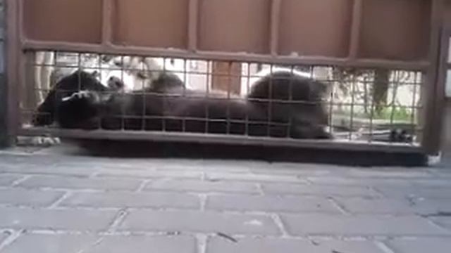 Хаски встречают хозяев песнями смотреть онлайн