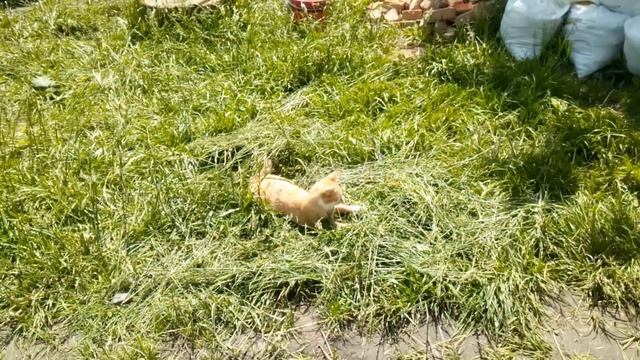 Помощник котофан, по прозвищу Рыжий смотреть онлайн