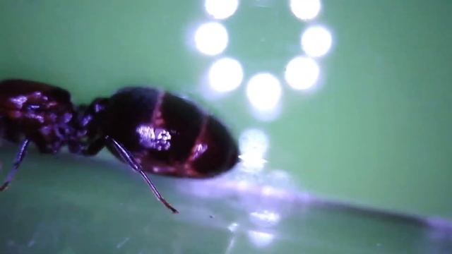 CREMATOGASTER SCUTELARIS !!! CA AVANCE!!!( endoscope!) смотреть онлайн
