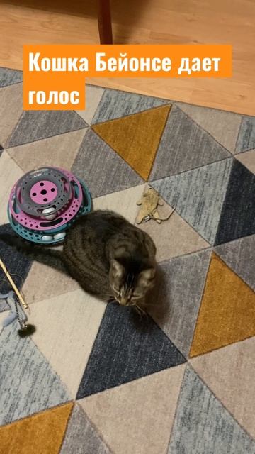 Кошка по имени Бейонсе дает голос. Кто говорил, что кошки не поддаются дрессировке? смотреть онлайн