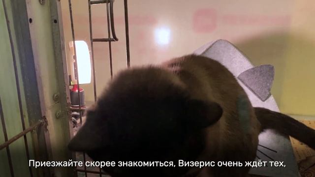 ВИЗЕРИС смотреть онлайн