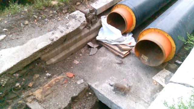 Котенок играется с лазерной указкой смотреть онлайн