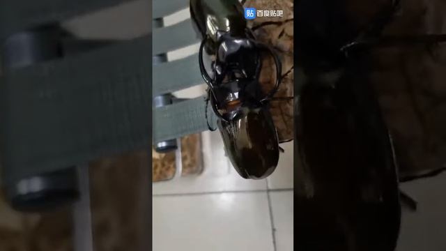 Chalcosoma chiron смотреть онлайн