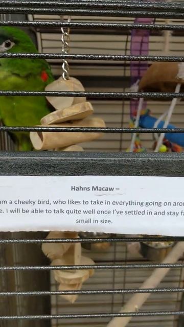 Hahn's Macaw / Red-Shouldered Macaw For Sale In UK Pet Shop - Very Cute Green Parrot! смотреть онлайн