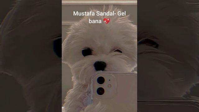 Mustafa Sandal- Gel bana (speed up)✨ смотреть онлайн