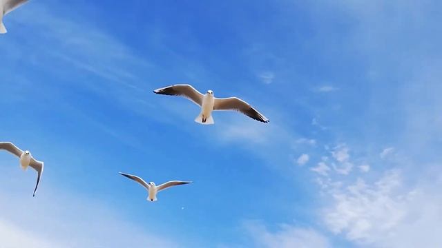 Анапа чайки стабилизация смотреть онлайн