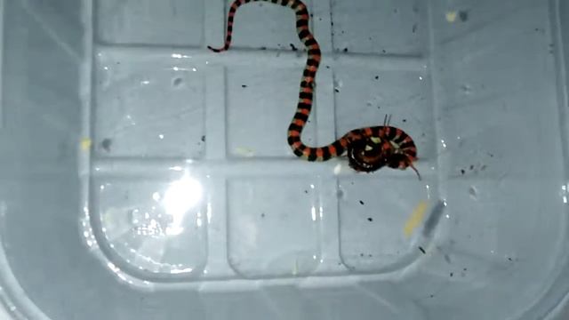 Babies Scolecophis смотреть онлайн