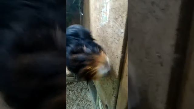 Тамара львиноголовая смотреть онлайн