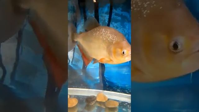 Caributo, the 5 year old, 25 CM long Piranha (Pygocentrus cariba). смотреть онлайн