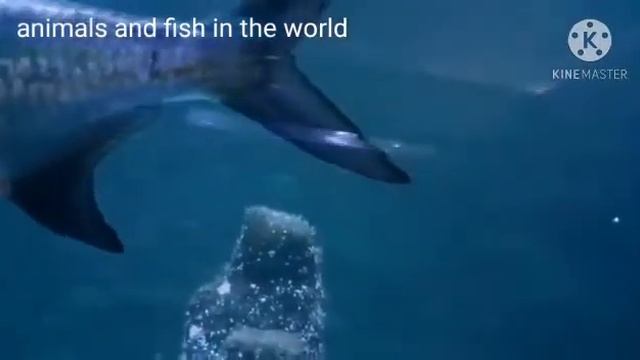 blacktip reef shark Beautiful shark смотреть онлайн