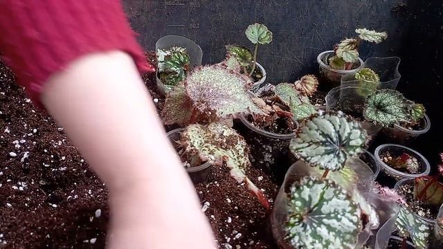 Красота из частички листа! 😍😲 смотреть онлайн