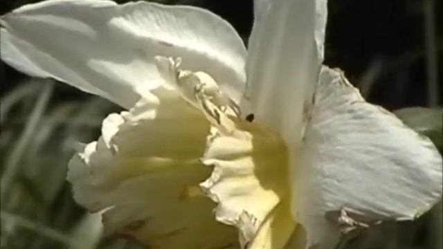 Crab spider and beetle ("The Rejection") смотреть онлайн