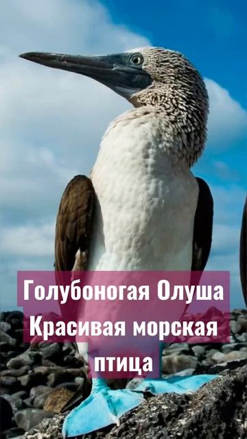 Бруклин выбирает #shorts #cat #кот смотреть онлайн