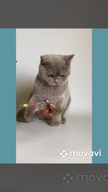 Британский лиловый котёнок 5 месяцев смотреть онлайн