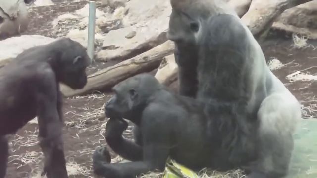 GORILLA TANGO   Mating Gorilla Rututu And Sonja   Baby Gorilla Nafi And Sadiki