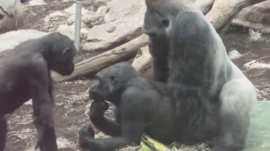 GORILLA TANGO   Mating Gorilla Rututu and Sonja   Baby Gorilla Nafi and Sadiki