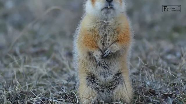 Суслик ЧелГУ смотреть онлайн