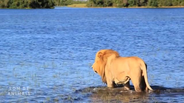 LEÃO, o elegante REI DA SELVA! Admire o poder desse ANIMAL! смотреть онлайн